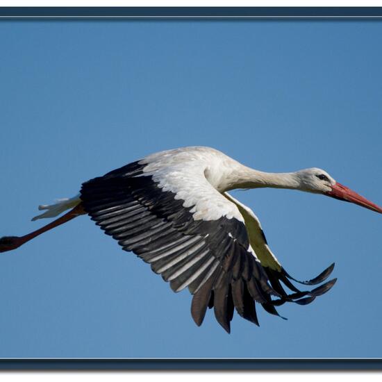 White Stork: Animal in nature in the NatureSpots App