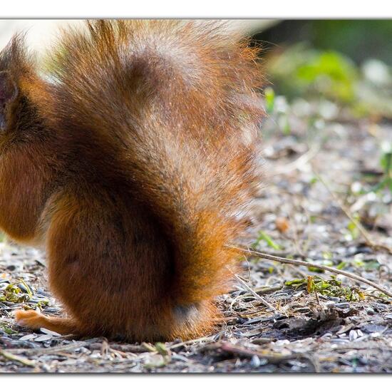 Eurasisches Eichhörnchen: Tier im Habitat Borealer Nadelwald in der NatureSpots App