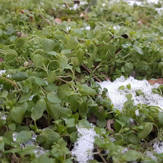 Stellaria media: Pflanze im Habitat Hecke/Blumenbeet in der NatureSpots App