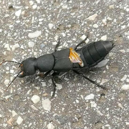 Devil's coach horse beetle: Animal in habitat Road or Transportation in the NatureSpots App