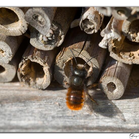 Gehörnte Mauerbiene: Tier in der Natur in der NatureSpots App