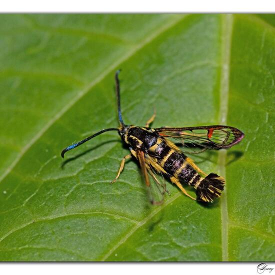 Wespen-Glasflügler: Tier in der Natur in der NatureSpots App