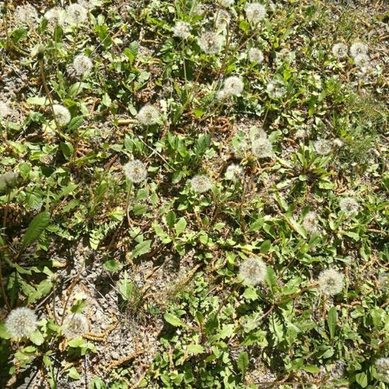 Taraxacum fasciatum: Pflanze im Habitat Garten in der NatureSpots App