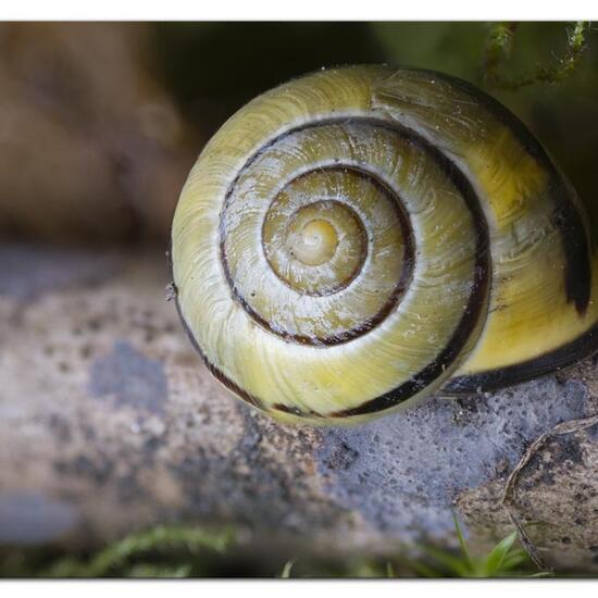 Hain-Bänderschnecke: Tier im Habitat Grasland und Büsche in der NatureSpots App