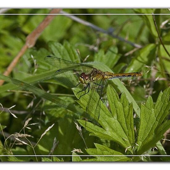 Blutrote Heidelibelle: Tier im Habitat Grasland und Büsche in der NatureSpots App