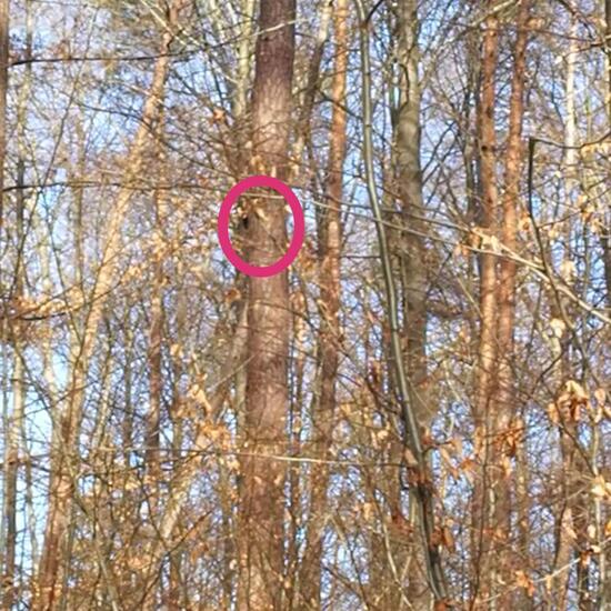 Schwarzspecht: Tier im Habitat Wald der gemäßigten Breiten in der NatureSpots App