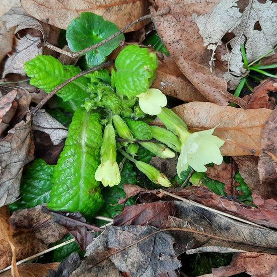 Primeln: Pflanze im Habitat Park in der NatureSpots App