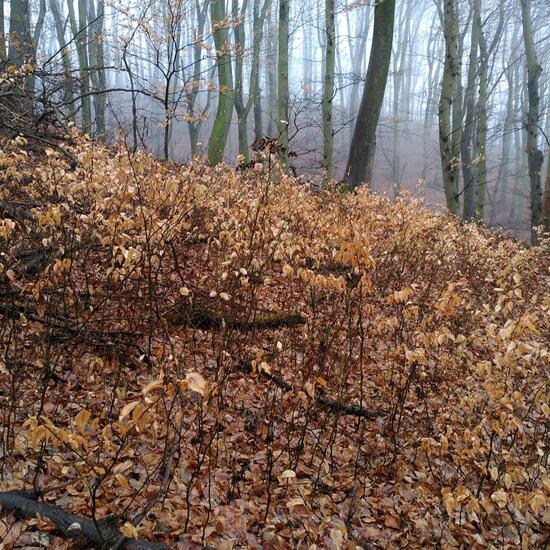 Landschaft: Wald im Habitat Wald der gemäßigten Breiten in der NatureSpots App