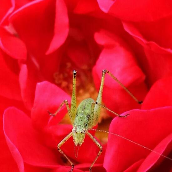 Speckled bush-cricket: Animal in nature in the NatureSpots App