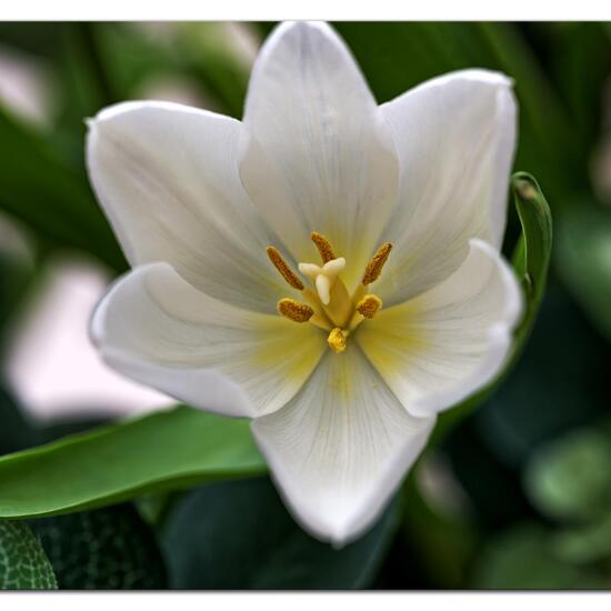 Zweiblütige Tulpe: Pflanze im Habitat Innenraum in der NatureSpots App