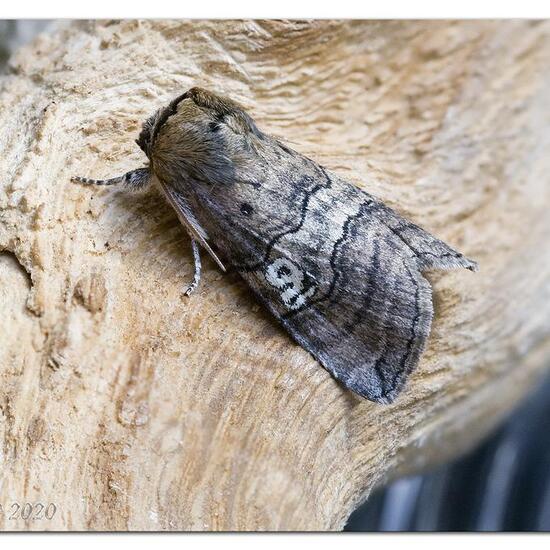 Smerinthus ocellatus: Tier im Habitat Garten in der NatureSpots App