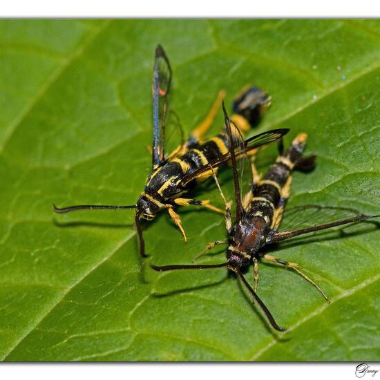 Wespen-Glasflügler: Tier im Habitat Grasland und Büsche in der NatureSpots App