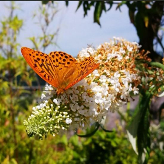 Kaisermantel: Tier in der Natur in der NatureSpots App