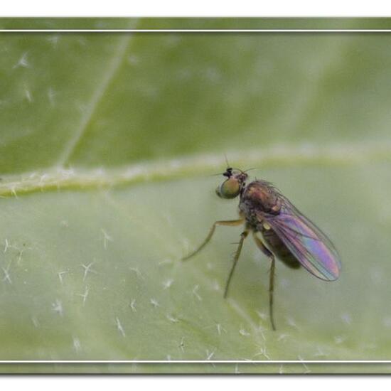 Dolichopus claviger: Tier im Habitat Garten in der NatureSpots App