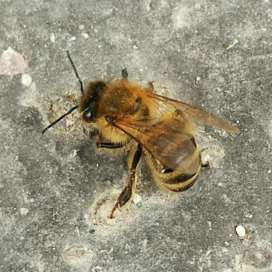 Apis mellifera: Animal in habitat Road or Transportation in the NatureSpots App