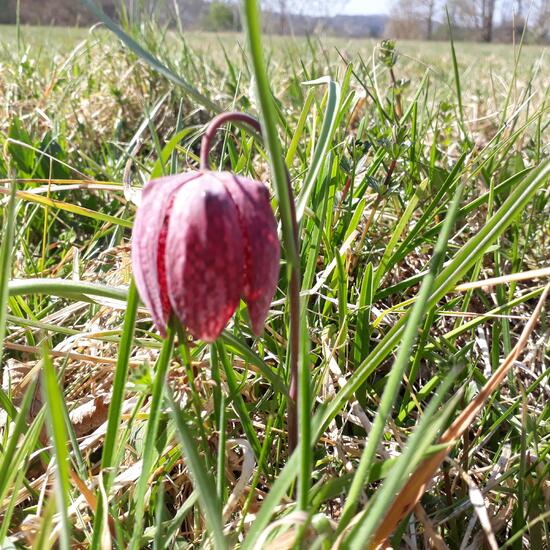 Schachblume: Pflanze im Habitat Naturnahe Wiese in der NatureSpots App