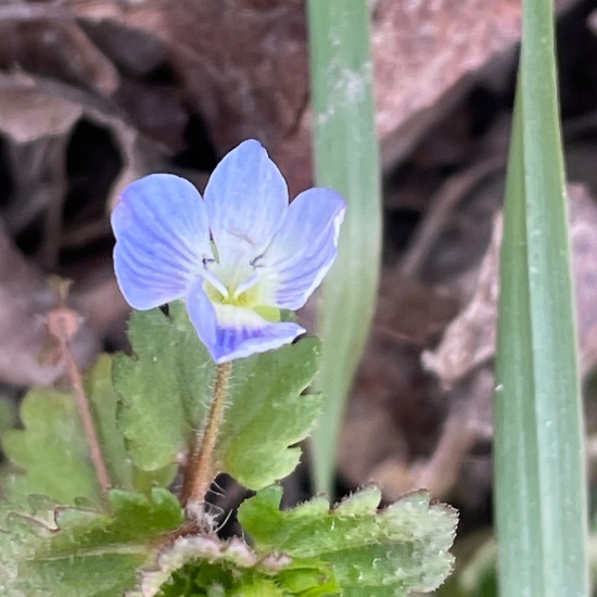 Eine unbekannte Art: Pflanze im Habitat Garten in der NatureSpots App