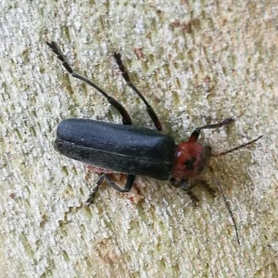 Gemeiner Weichkäfer: Tier in der Natur in der NatureSpots App