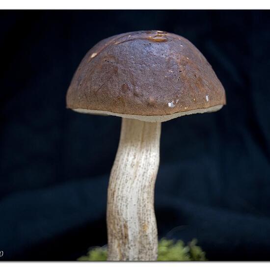 Leccinum scabrum: Mushroom in habitat Road or Transportation in the NatureSpots App
