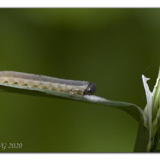 Pflanzenwespen: Tier in der Natur in der NatureSpots App