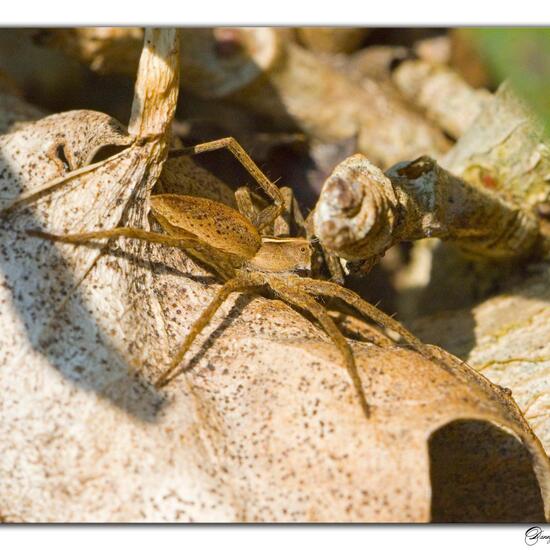 Listspinne: Tier im Habitat Garten in der NatureSpots App