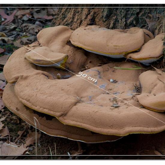 Harziger Lackporling: Pilz im Habitat Park in der NatureSpots App