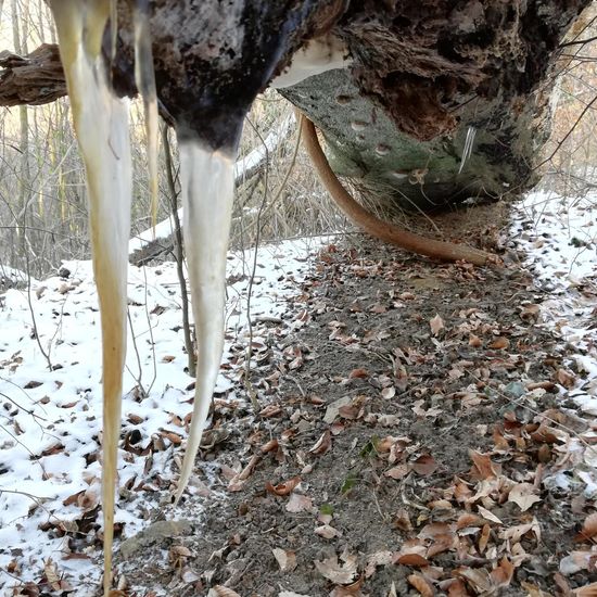 Landschaft: Wald im Habitat Wald der gemäßigten Breiten in der NatureSpots App