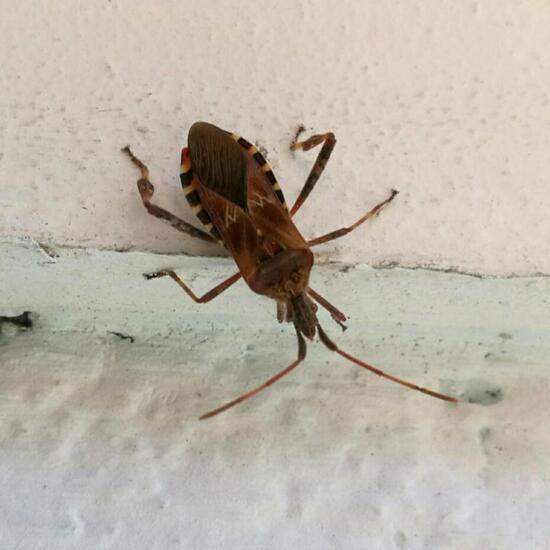 Western conifer seed bug: Animal in habitat Road or Transportation in the NatureSpots App