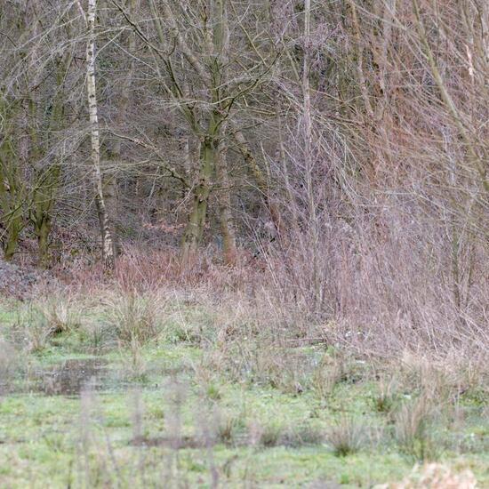 Landschaft: Grasland und Büsche im Habitat Halb-natürliches Grasland in der NatureSpots App