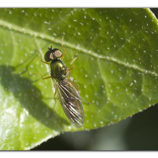 Sargus bipunctatus: Animal in habitat Garden in the NatureSpots App