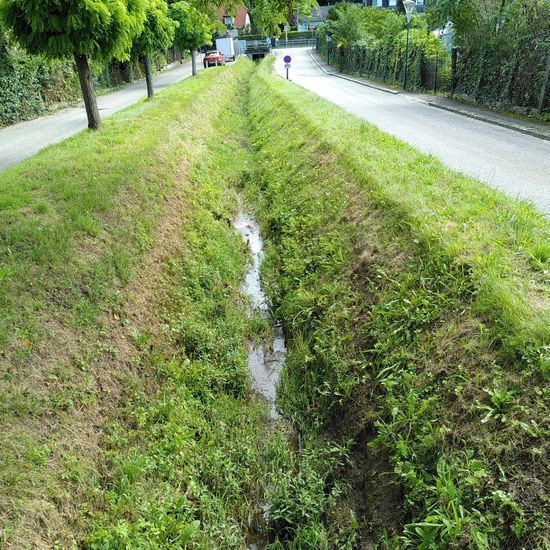 Landschaft: Süßwasser im Habitat Bach in der NatureSpots App