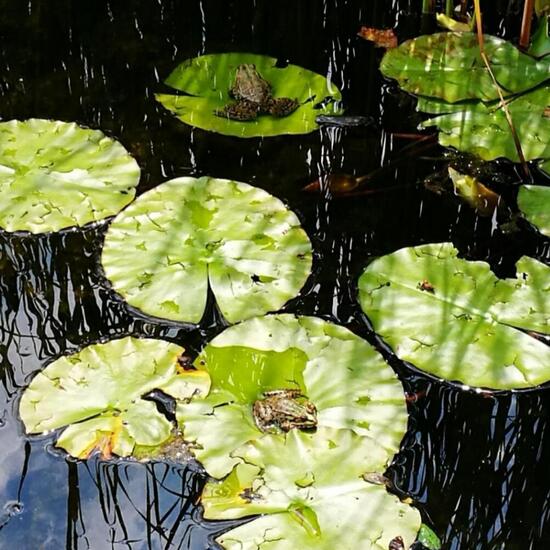 Edible frog: Animal in habitat Pond in the NatureSpots App