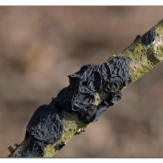 Exidia truncata: Pilz im Habitat Grasland und Büsche in der NatureSpots App