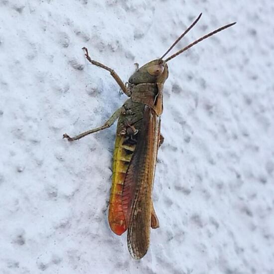 Rufous Grasshopper: Animal in nature in the NatureSpots App
