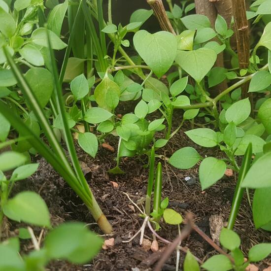 Frühlings-Krokus: Pflanze im Habitat Hecke/Blumenbeet in der NatureSpots App