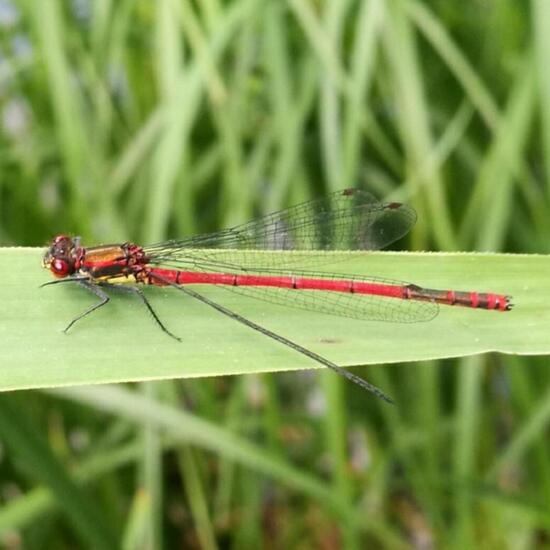 Frühe Adonislibelle: Tier in der Natur in der NatureSpots App