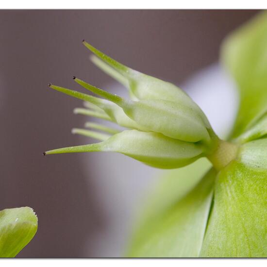 Helleborus niger: Plant in nature in the NatureSpots App