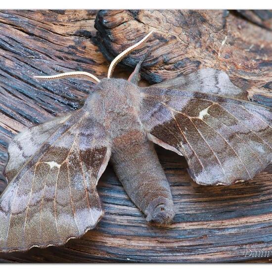 Smerinthus ocellatus: Tier im Habitat Garten in der NatureSpots App