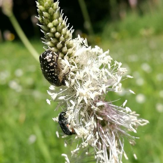 Trauer-Rosenkäfer: Tier im Habitat Park in der NatureSpots App