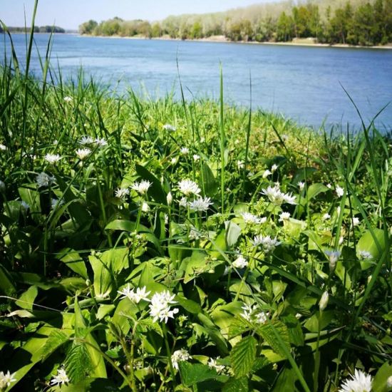 Bärlauch: Pflanze in der Natur in der NatureSpots App