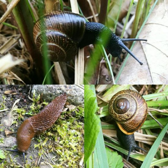 Schnecken: Tier im Habitat Park in der NatureSpots App