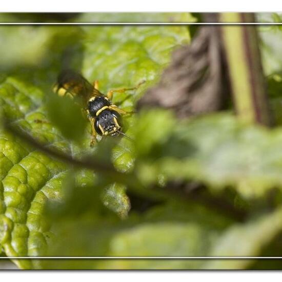 Mellinus arvensis: Tier im Habitat Garten in der NatureSpots App