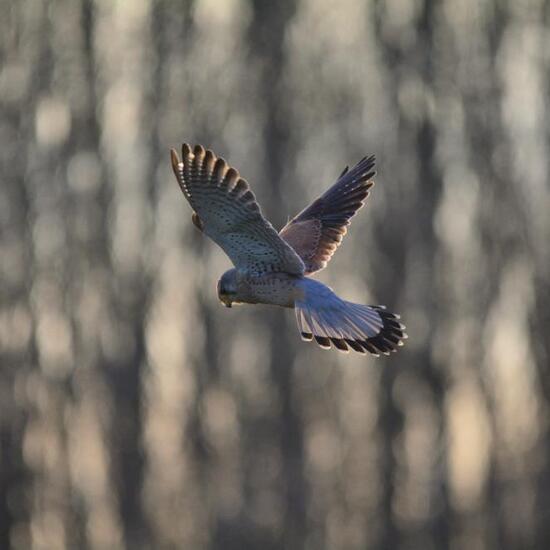 Common Kestrel: Animal in habitat Agricultural meadow in the NatureSpots App