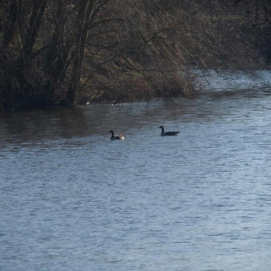 Landschaft: Süßwasser im Habitat Anderes Süsswasserhabitat in der NatureSpots App