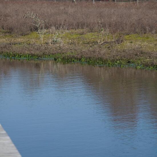 Landschaft: Süßwasser im Habitat Künstliches Süßwasser in der NatureSpots App