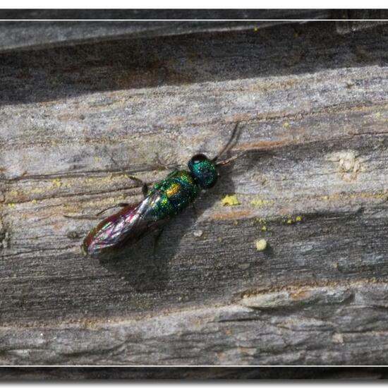 Pseudomalus auratus: Tier im Habitat Grasland und Büsche in der NatureSpots App