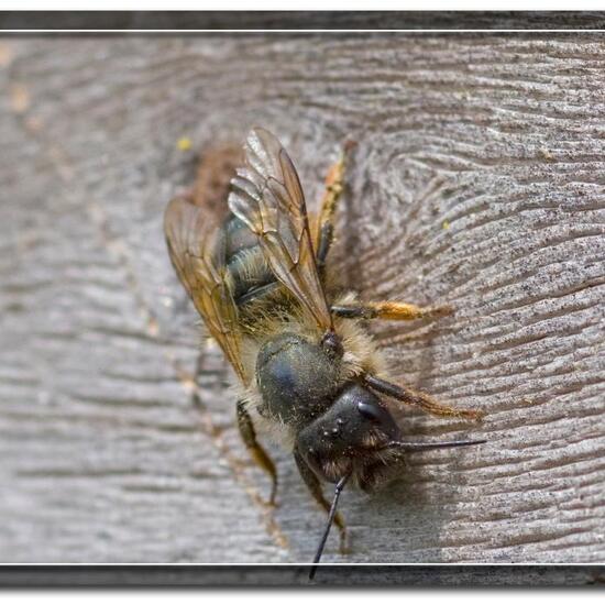 Rote Mauerbiene: Tier im Habitat Garten in der NatureSpots App