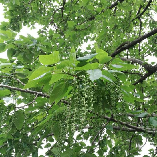 Populus nigra: Plant in habitat Garden in the NatureSpots App