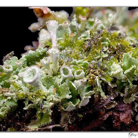 Cladonia humilis: Mushroom in habitat Road or Transportation in the NatureSpots App