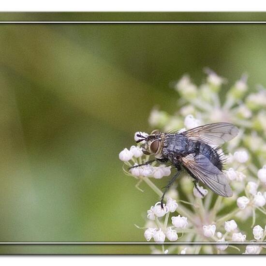 Eurithia anthophila: Tier im Habitat Strasse/Verkehr in der NatureSpots App